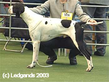 2nd Special Yearling Dog